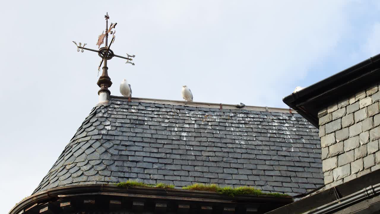 Two seagulls rest on a slate rooftop with weather vane in daylight, calm atmosphere