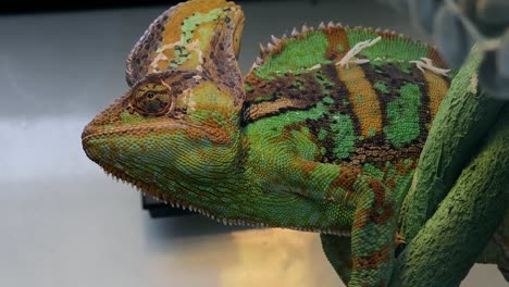 close-up of a chameleon