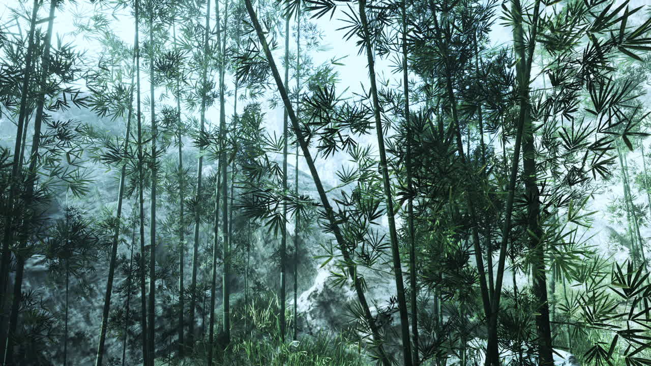 Bamboo grove surrounded by misty mountains in china