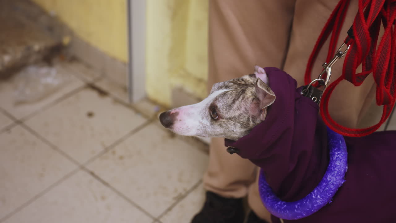 Greyhound dog in purple coat with blue collar stands on dirty tiled floor beside person in beige pants, attached to red leash, appearing alert while waiting indoors in rundown or urban entrance area