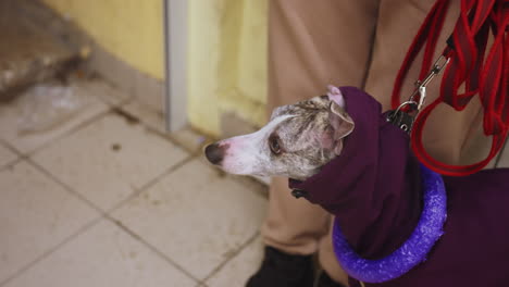 greyhound dog in purple coat with blue collar stands on dirty tiled floor beside person in beige pants, attached to red leash, appearing alert while waiting indoors in rundown or urban entrance area