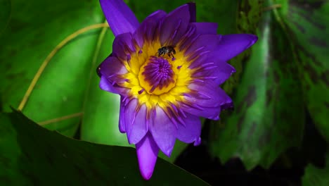 primer plano de la flor de nenúfar púrpura parcialmente abierta con la abeja en sus estambres