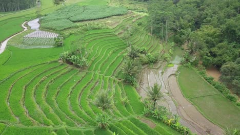 toma aérea de un hermoso campo de arroz en terrazas con algunos cocoteros