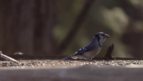bluejay despega con semilla en la boca del comedero para pájaros slomo