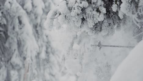 nieve que cae de la rama congelada del abeto en el paisaje invernal, de cerca