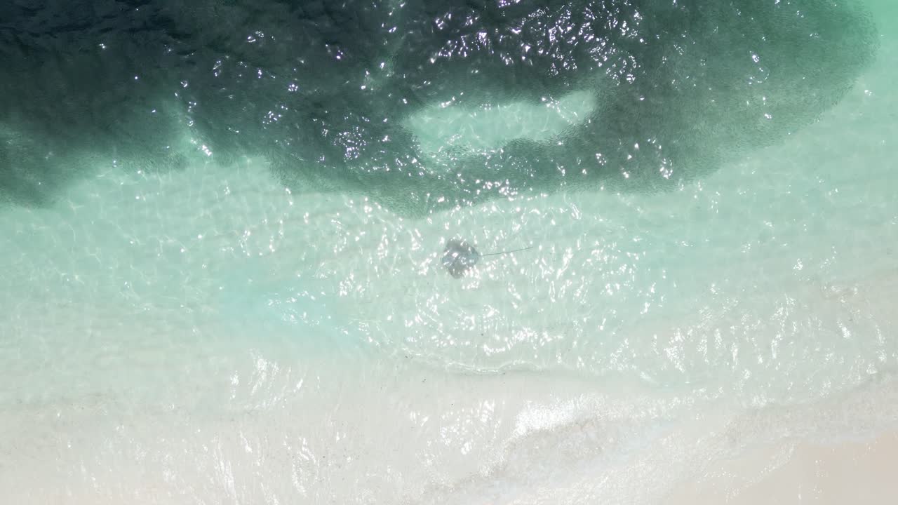 Large Fish Shoal and Stingray swarming at Maldives Shore, Aerial