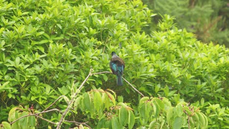 Un-Tui-Sentado-En-Lo-Alto-De-Un-árbol-Bajo-La-Lluvia