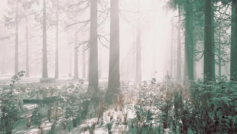 Mystischer-Winterwald-Mit-Schnee-Und-Sonnenstrahlen,-Die-Durch-Bäume-Fallen