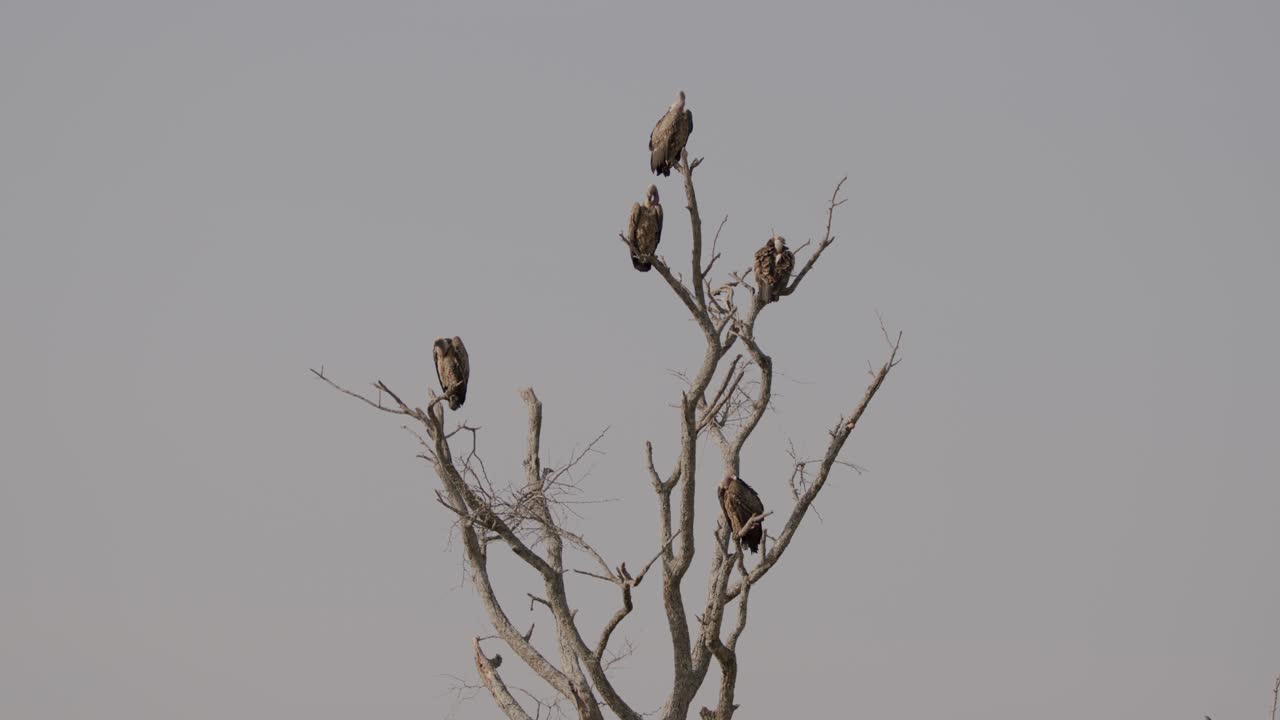 Group Of Vultures Sitting In A Tree Branches In Kidepo Valley National Park, Uganda, East Africa. Static Shot