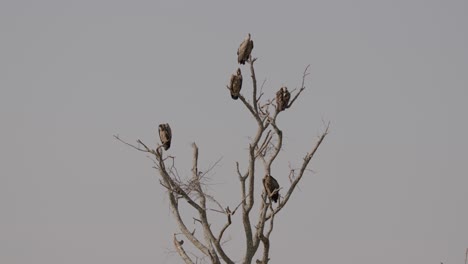 group of vultures sitting in a tree branches in kidepo valley national park, uganda, east africa. static shot