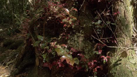 Huge-Roots-Of-A-Tree-With-Plants-Growing---O'Reilly's-Rainforest-Retreat---Gold-Coast-Hinterland,-Queensland,-Australia---close-up