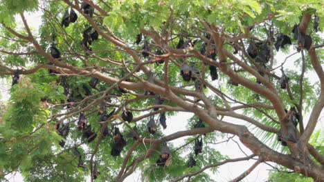 fruit bats hanging from trees wide view