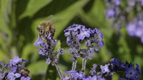 Close-up-of-a-bumblebee-flying-around-and-collecting-pollen-from-flowers-during-a-bright-summer-day