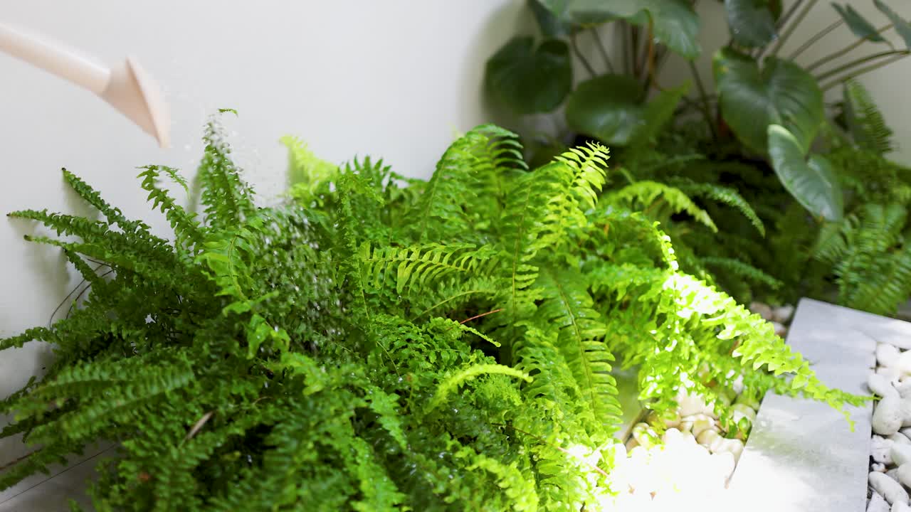 Un annaffiatoio versa acqua su una felce di un verde vivace in un luminoso giardino interno