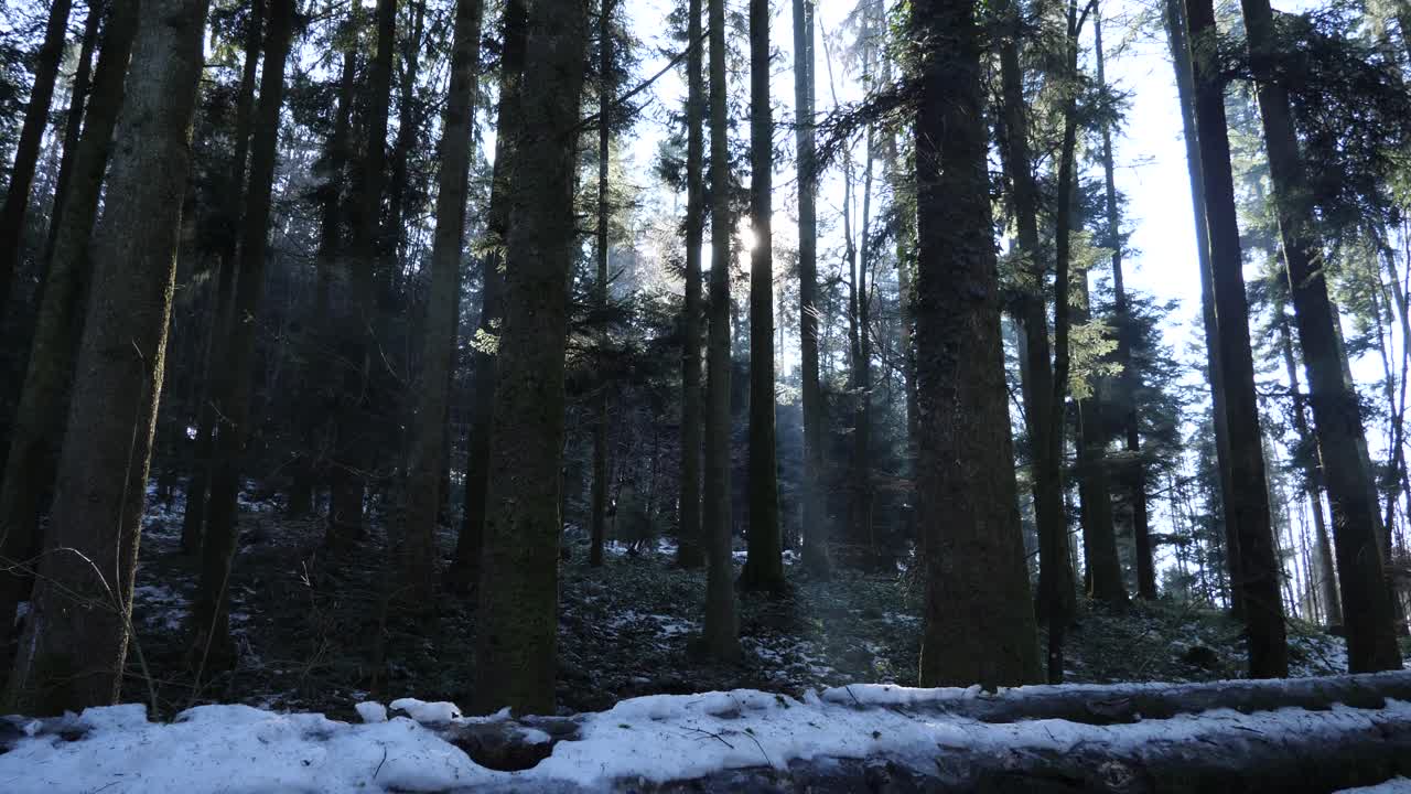 태양은 숲의 소나무 사이로 빛난다