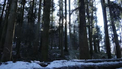 Sun-shines-through-pine-trees-in-a-forest