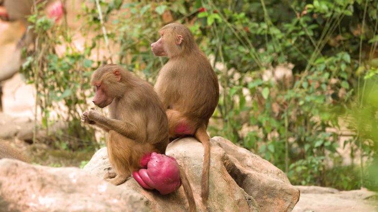 Two brown baboons sit on a rock, grooming and observing their surroundings in natural light