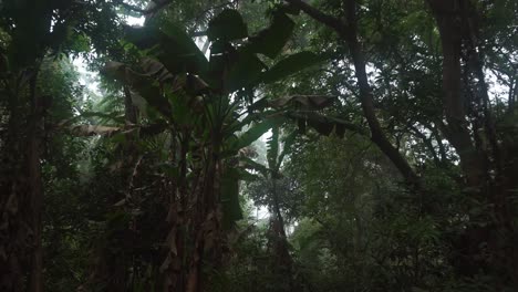 a través de la niebla la dulce luz de la mañana despertó a los árboles del bosque profundo