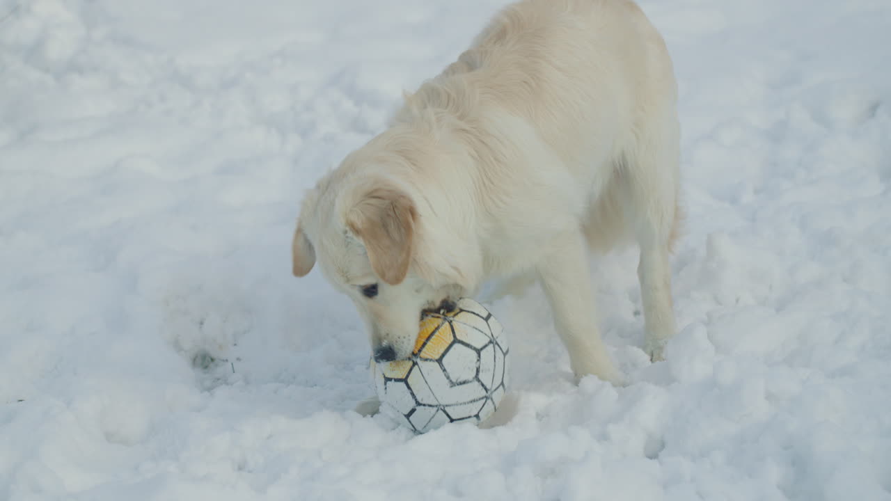 golden retriever jugando con una pelota en la nieve
