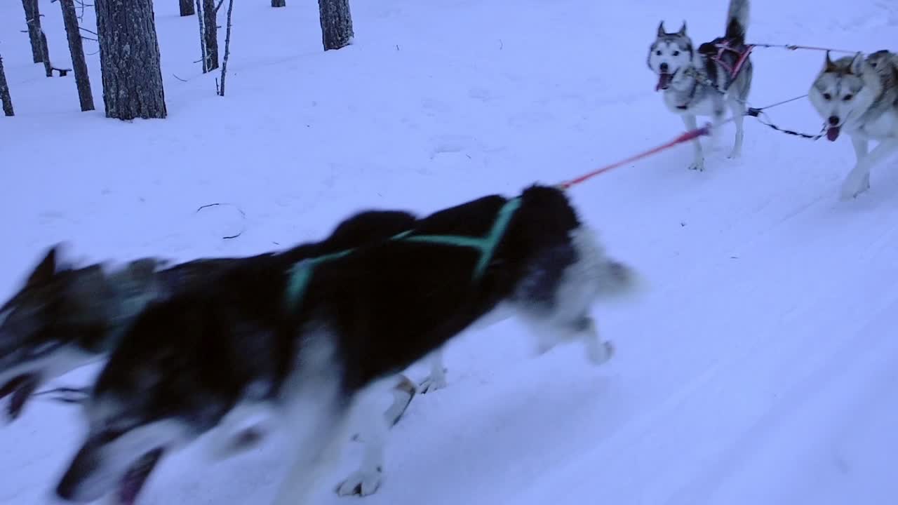 A Pack Of Siberian Husky Pulling The Sled With A Series Of Colorful Ropes In Lapland Region, Finland. -medium shot