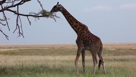 una jirafa come de un árbol alto en el serengeti, tanzania, áfrica