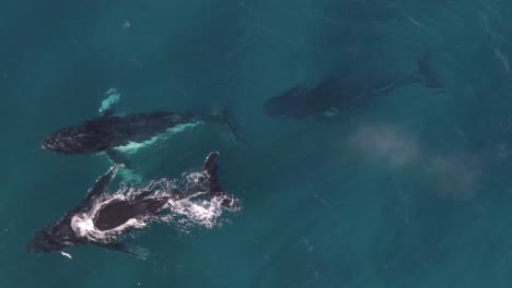 aerial of humpback whales coming up for air in dunsborough western australia