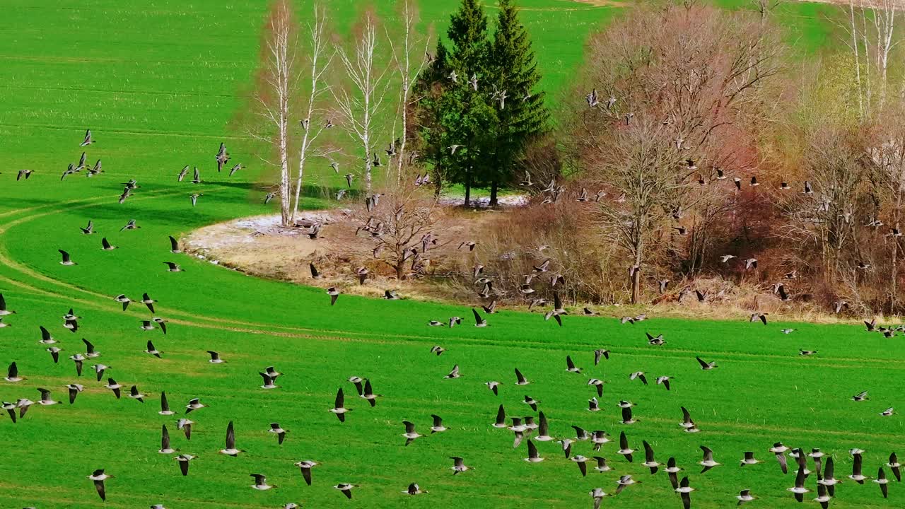 Thousands of geese take flight above green fields during calm spring weather