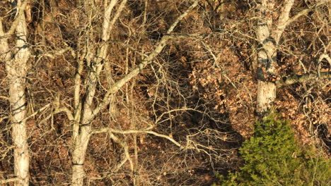 Bosque-Soleado-Con-Venado-Cola-Blanca-Deambulando-Cerca-Del-Lago-Swepco,-Arkansas,-EE.UU.