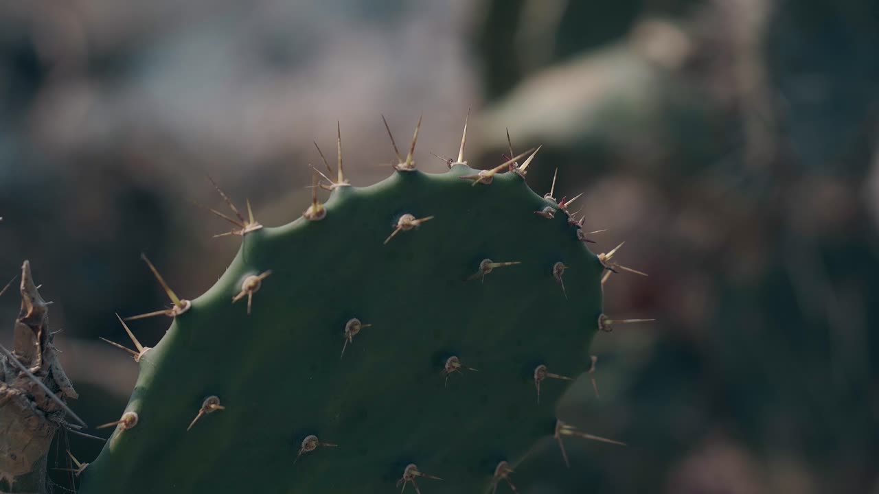 los cactus con agujas gigantes crecen en lugares tropicales secos
