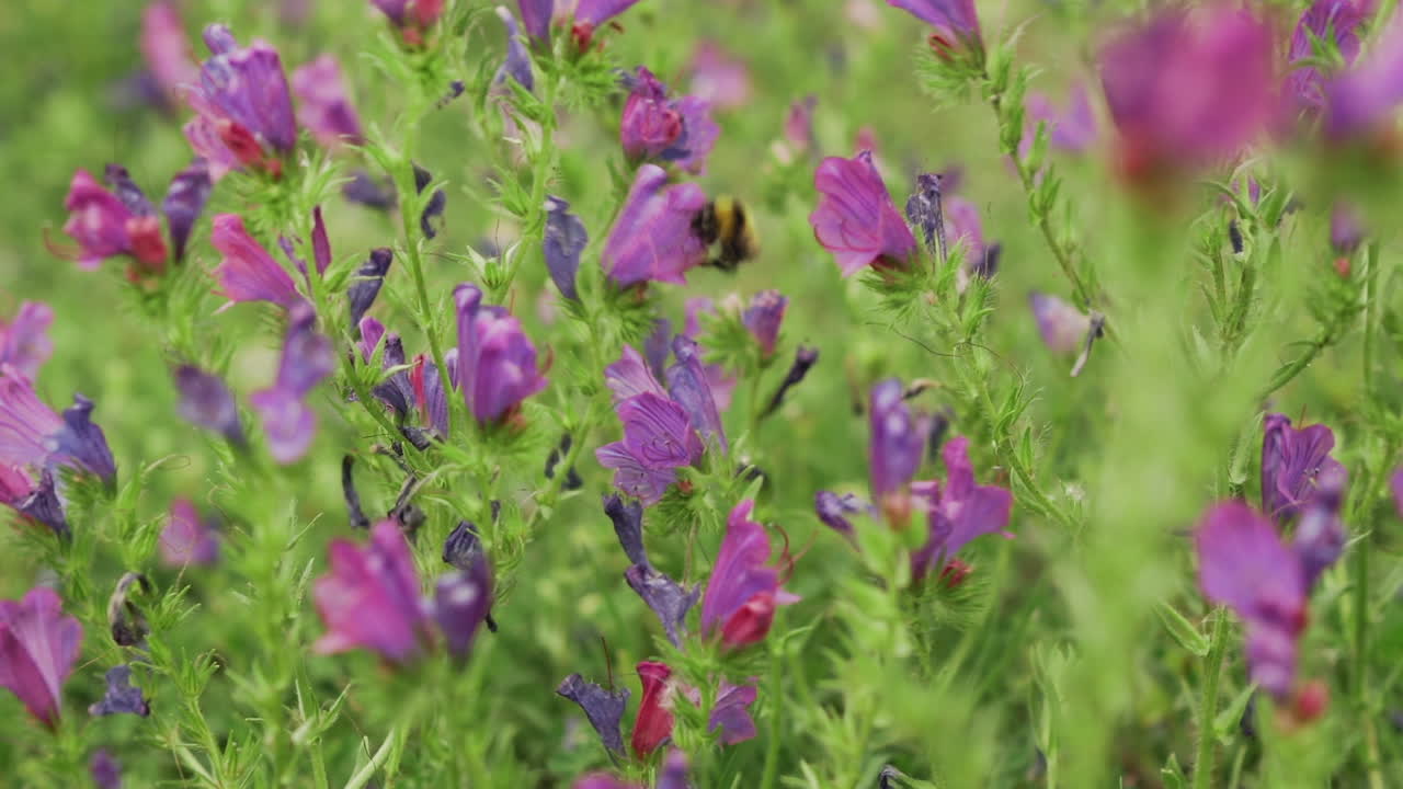 abejorros ocupados recogiendo polen del campo de flores de la maldición de paterson.