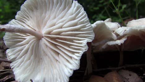un hermoso hongo gigante crece en el suelo del bosque