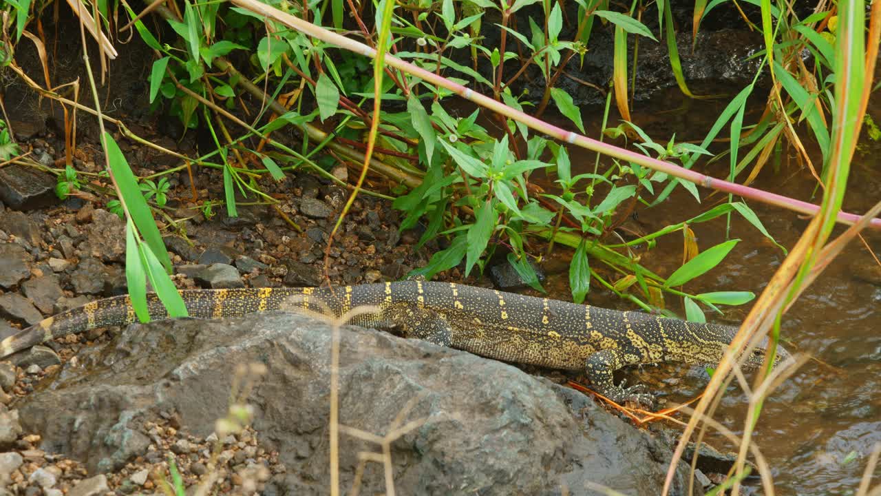 Nilwaran, der durch üppige grüne Ufervegetation und Felsen in der Nähe des Nils kriecht, im Murchison Falls National Park, Uganda, der afrikanische Wildtiere und ihren natürlichen Lebensraum zeigt