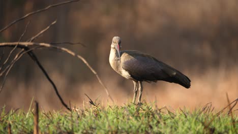 Side-profile-of-a-hadada-ibis-standing-on-a-grass-lawn