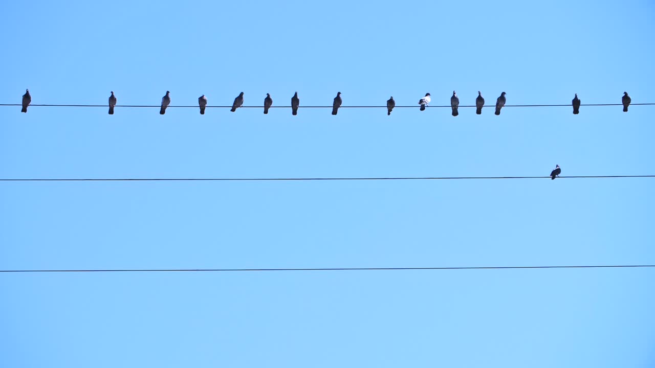 전선 위의 새들