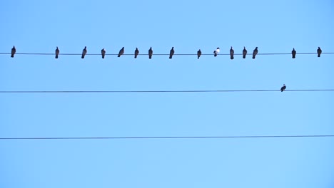 birds on a wire