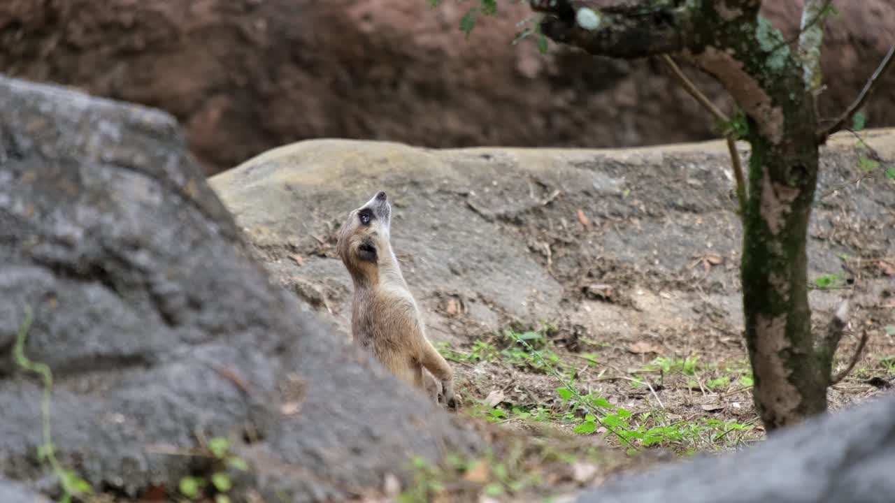 A Mercat starring directly upwards in-between some rocks and with a tree nearby.