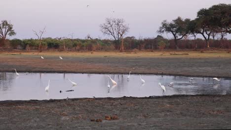 Plano-General-Extremo-De-Diferentes-Aves-Pescando-En-Un-Abrevadero-En-Khwai-Botswana