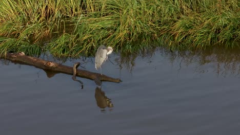 Una-Gran-Garza-Azul-Limpiándose-Y-Acicalándose-A-Lo-Largo-De-La-Orilla-De-Un-Río