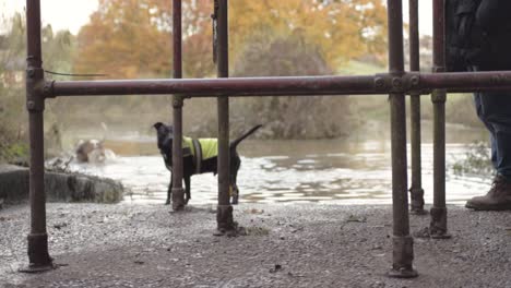 Zwei-Hunde-Spielen-Gerne-Im-Wasserbecken