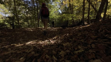 Siguiendo-A-Un-Excursionista-Por-El-Bosque-En-Un-Hermoso-Día-De-Otoño-Desde-Un-ángulo-Bajo-Y-En-Cámara-Lenta