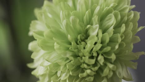 mikro-video-close-up einer grünen blume mit kopierraum auf grauem hintergrund