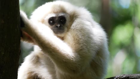 gibbon in forest_gibbon playing in trees_ white gibbon primate