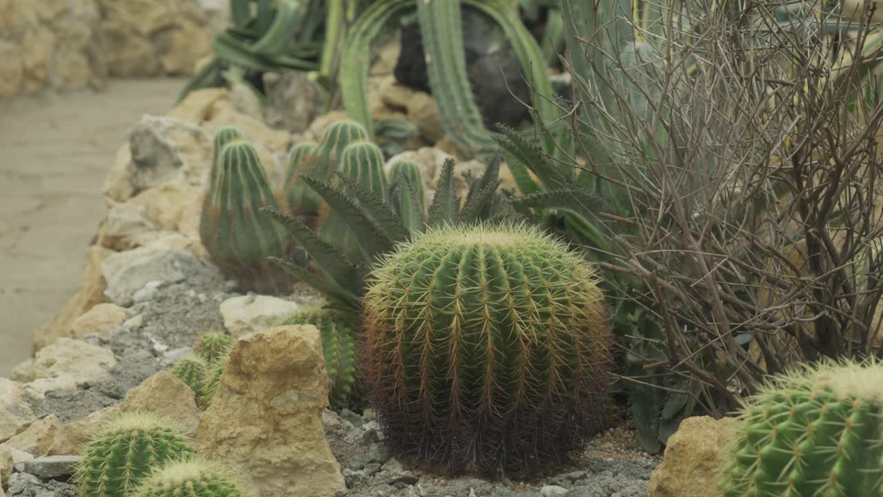 Golden barrel cactus growing near desert rocks