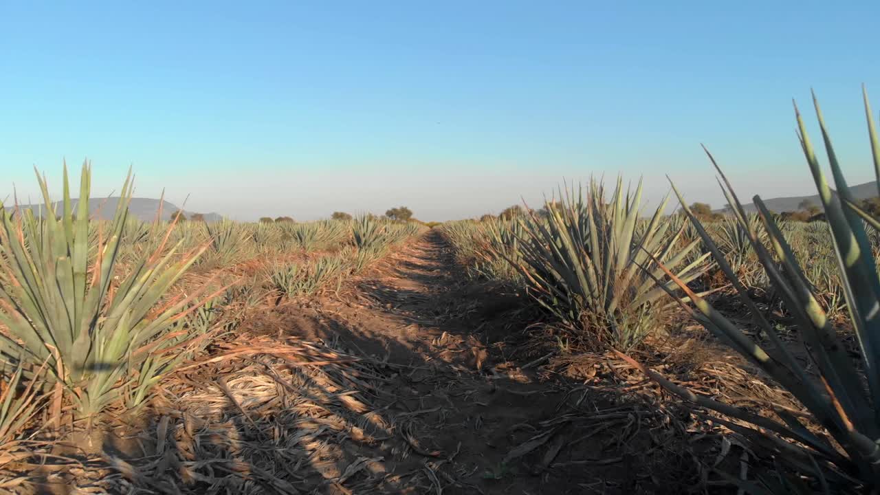 DRONE SHOT AGAVES AT SUNSET NEAR TEQUILA JALISCO