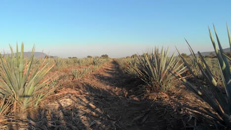 drone shot agaves at sunset near tequila jalisco
