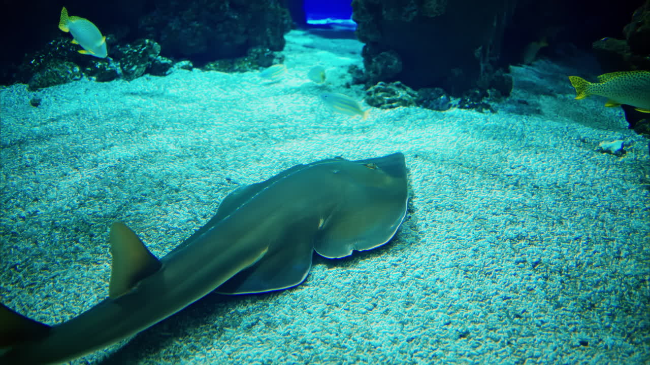 Close up of a Rhinobatos fish swimming in the water