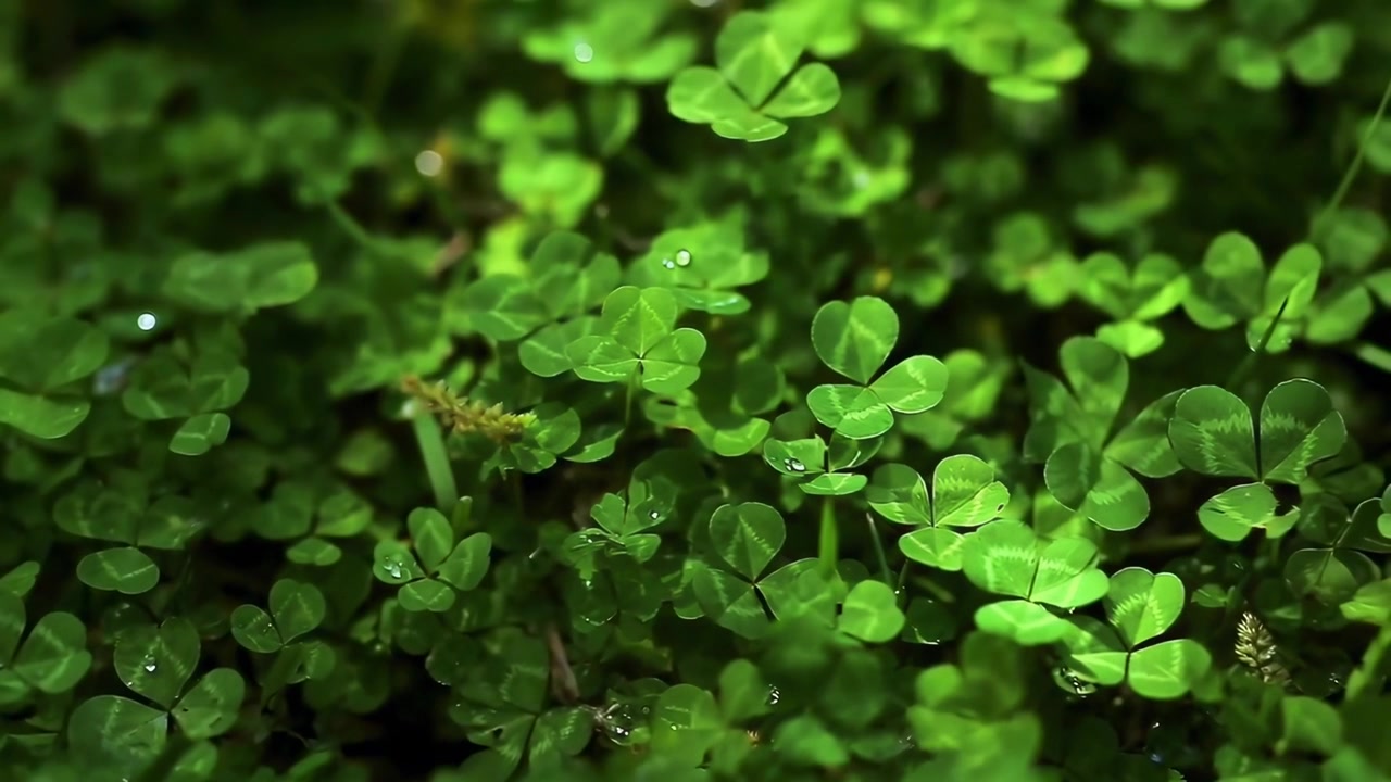 Dew Drops on Vibrant Green Clover Leaves in Nature