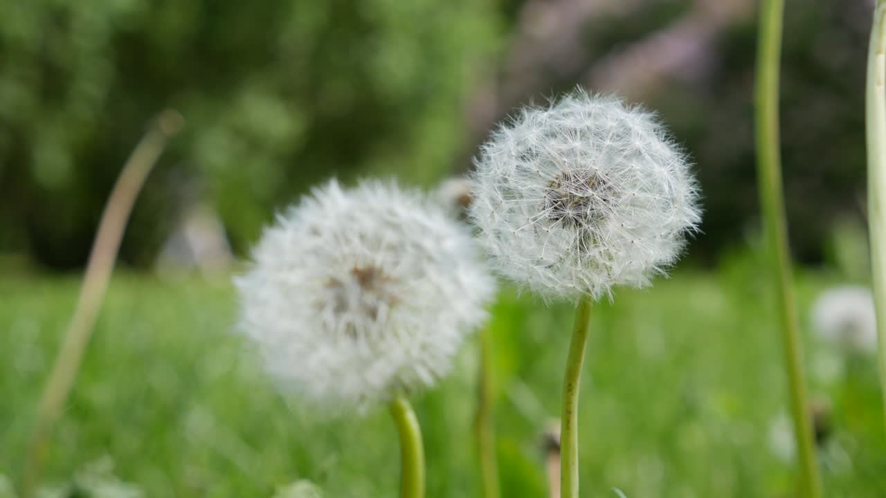 은 날 잔디에 있는  불꽃. 자연 배경