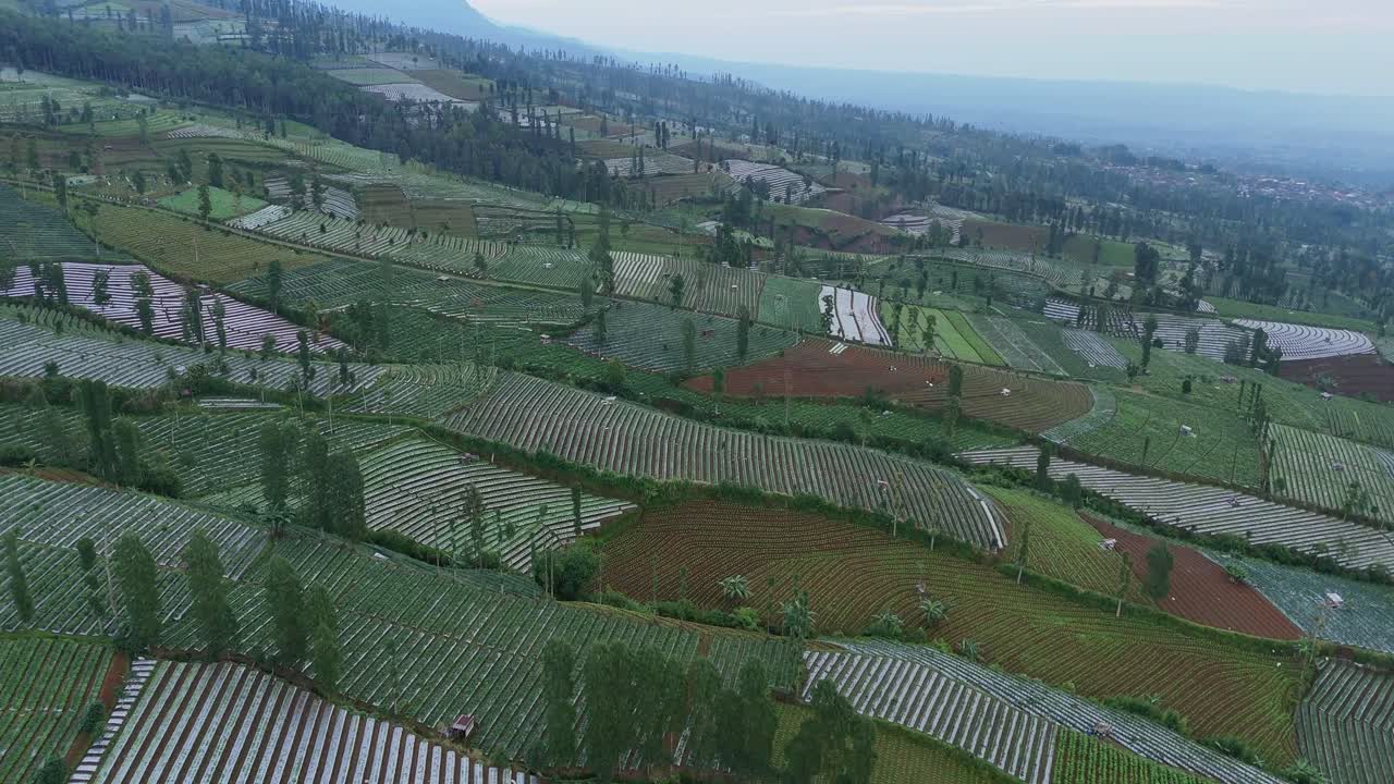 Drone flying over row of plantation on the hillside. Terrace farmland on mountain.