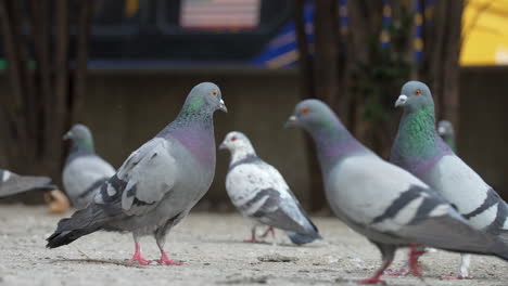 Pigeons-on-New-York-City-Sidewalk,-Low-Angle